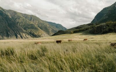 Culture du végétal : Une Fausse écologie