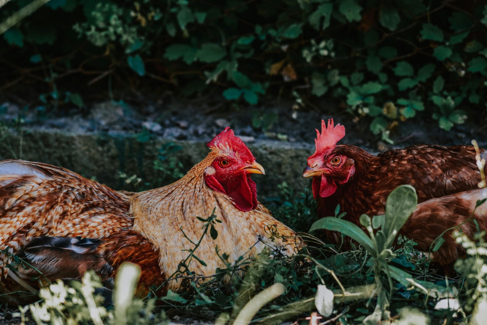Poule de pâturage